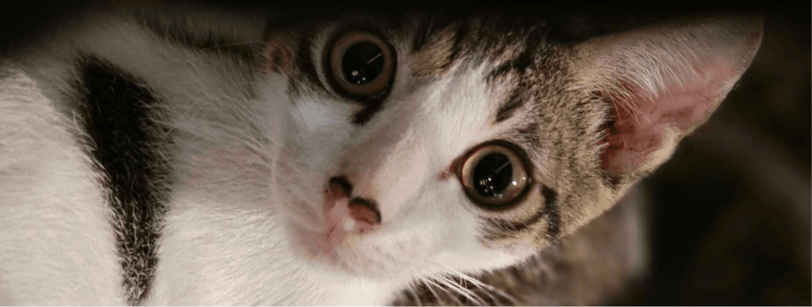 Cat featured on the FurYou adoption homepage